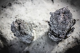 湖,樁,水