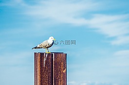 藍色,天空,云