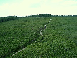 針葉樹(shù),小,路徑