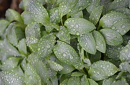 綠色的植物,綠色的樹葉,性質(zhì)