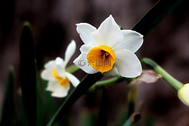 水仙,鮮花,白色的花