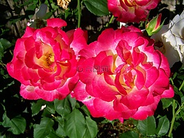 粉紅色的玫瑰花,庭園,夏天花