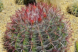 仙人掌,球仙人掌,鲜花