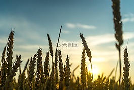 草,农业,植物