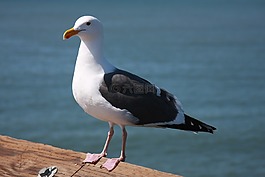 海鷗,鳥,自然