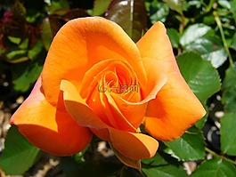 橙色,玫瑰,花園