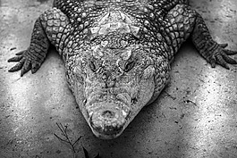 鱷魚,爬行動物,兩棲類動物