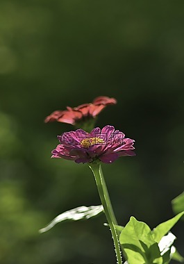盛開,開花,特寫