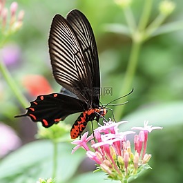 蝴蝶,異國情調(diào),鮮花