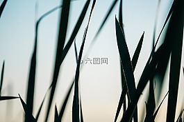 綠色,葉,植物