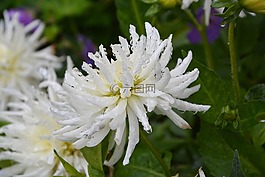 白色的花,性質(zhì),花束