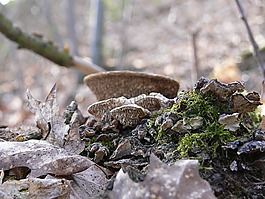 蘑菇,森林,秋季