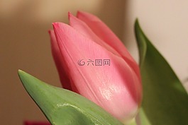 郁金香,三文魚,春天