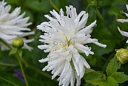 白花,白色的花瓣,白色的花