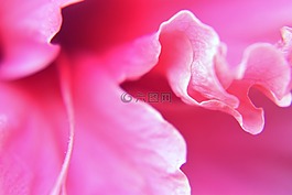 槿,花,自然