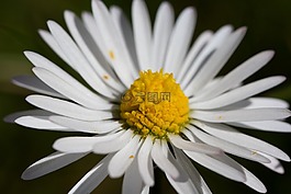 雛菊,花,花園