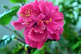 槿,花,自然