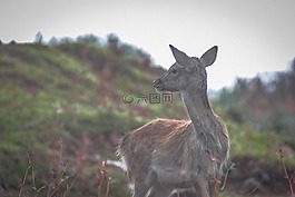 鹿,動物,性質(zhì)