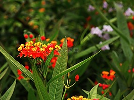 綠色,葉,花