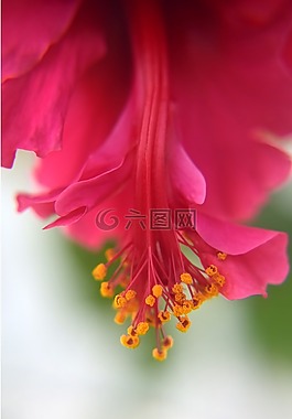 槿,花,自然