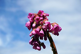 花,鮮花,性質(zhì)