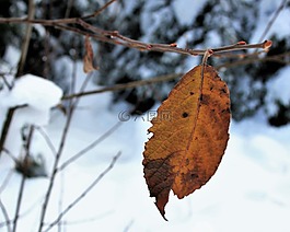 雪,性质,最后一个