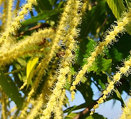 栗花,黃色花,授粉