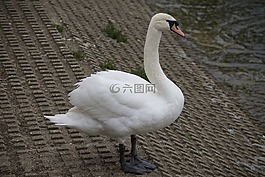 天鵝,鳥,自然