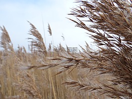 蘆葦,性質(zhì),宏