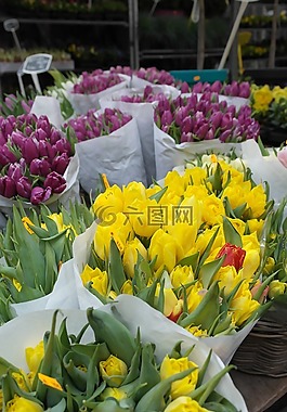 郁金香,花,阿姆斯特丹