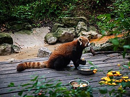 動物,野生動物,食品