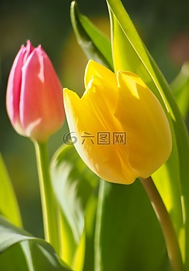鮮花,郁金香,植物群