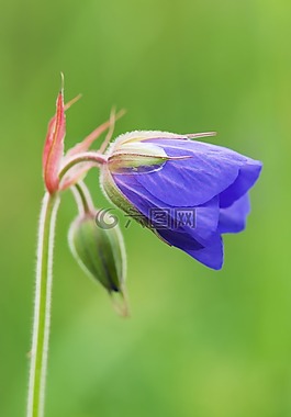 盛開,開花,植物區(qū)系