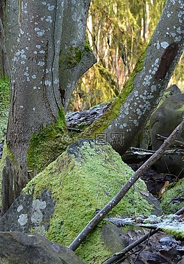 moss,樹,石