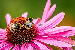 蜜蜂,花,熊蜂