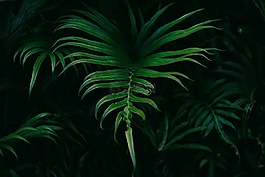 葉子,自然,植物