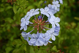 石墨,花,藍(lán)色