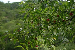 guachocote,植物,性質(zhì)