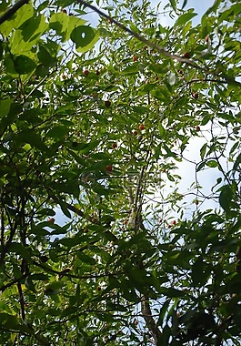 guachocote,植物,性質(zhì)