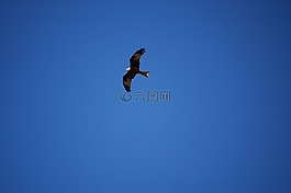 紅色的風箏,風箏,捕食鳥