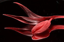紅色,郁金香,花卉