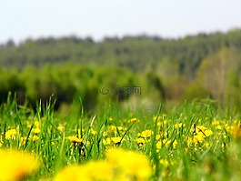 草甸,鮮花,春