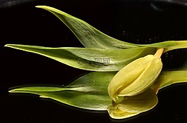 綠色,郁金香,花卉