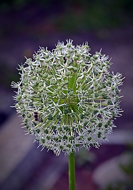 开花,花,zwiebelpflanze