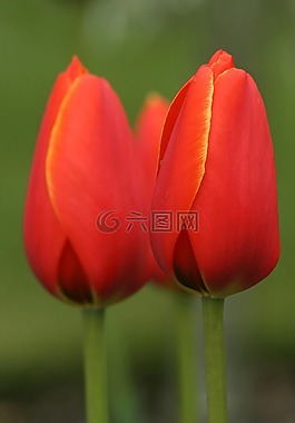 郁金香,鮮花,春天