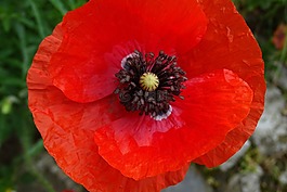 mohnbluhme,開花,紅色