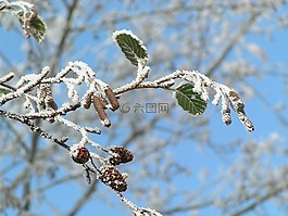 冬天,圣誕,性質(zhì)