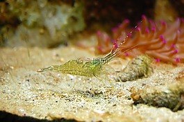 蝦,水族館,魚