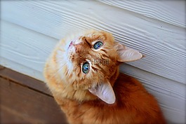 動物,動物攝影,貓