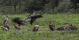 兀鷲,鸛,鳥